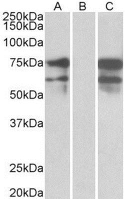 NRXN1 Antibody, Novus Biologicals 0.1mg; Unlabeled:Antibodies, Polyclonal