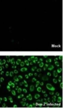 Dengue Virus NS4B Antibody, Novus Biologicals 0.1mL:Antibodies, Polyclonal