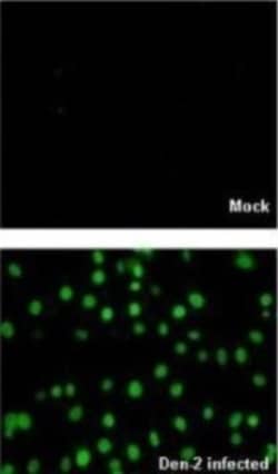 Dengue Virus NS5 Antibody, Novus Biologicals 0.1mL:Antibodies, Polyclonal