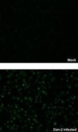 Dengue Virus NS5 Antibody, Novus Biologicals 0.1mL:Antibodies, Polyclonal