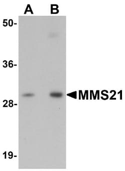 Nse2 Antibody - BSA Free, Novus Biologicals 0.1mg; Unlabeled:Antibodies,