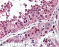 NSF Antibody (9G7-3), Novus Biologicals 0.05mg; Unlabeled:Antibodies, Monoclonal
