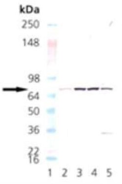NSF Antibody (9G7-3), Novus Biologicals 0.05mg; Unlabeled:Antibodies, Monoclonal