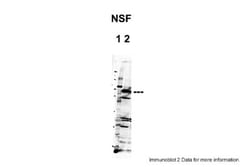 NSF Antibody, Novus Biologicals 100&mu;L; Unlabeled:Antibodies, Polyclonal