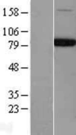Novus Biologicals™ NSF Overexpression Lysate