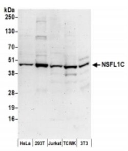 NSFL1C Antibody, Novus Biologicals 0.1mL:Antibodies, Polyclonal