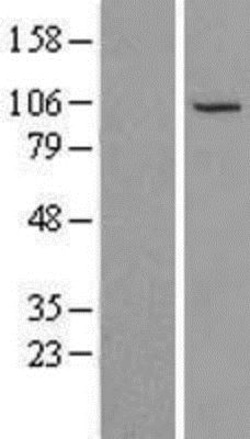 Novus Biologicals&trade;&nbsp;NSMAF Overexpression Lysate