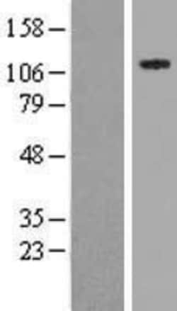 Novus Biologicals&trade;&nbsp;NSP 5 alpha 3 alpha Overexpression Lysate