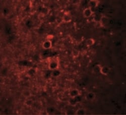 NSRP1 Antibody - BSA Free, Novus Biologicals 0.1mg; Unlabeled:Antibodies,