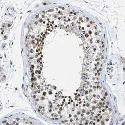 NSRP1 Antibody, Novus Biologicals 25 &mu;L; Unlabeled:Antibodies, Polyclonal
