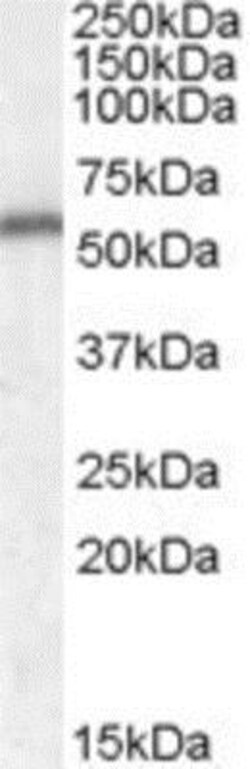 NT-4 Antibody, Novus Biologicals 0.1 mg | Buy Online | Novus Biologicals | Fisher Scientific