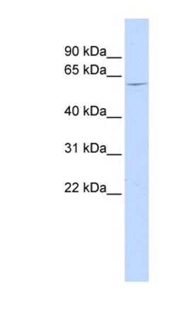 NT5C1B Antibody, Novus Biologicals:Antibodies:Primary Antibodies