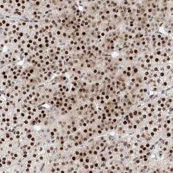 NT5C3L Antibody, Novus Biologicals:Antibodies:Primary Antibodies