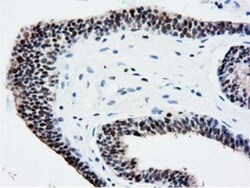 NT5DC1 Antibody (OTI1E11), Novus Biologicals 0.1mL; Unlabeled:Antibodies,