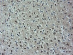 NT5DC1 Antibody (OTI1E11), Novus Biologicals 0.1mL; Unlabeled:Antibodies,