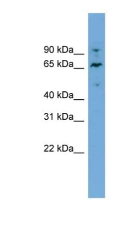 NT5DC2 Antibody, Novus Biologicals:Antibodies:Primary Antibodies