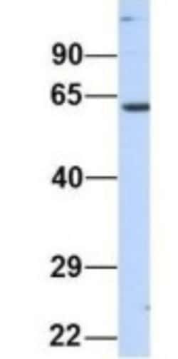 NT5DC2 Antibody, Novus Biologicals:Antibodies:Primary Antibodies