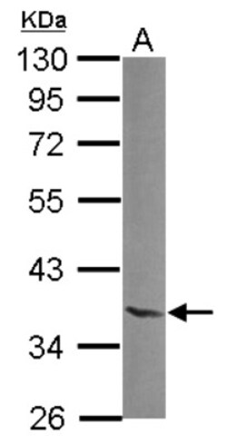 NTAN1 Antibody, Novus Biologicals 0.1mL; Unlabeled:Antibodies, Polyclonal