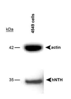 NTH1 Antibody, Novus Biologicals:Antibodies:Primary Antibodies