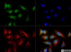NTH1 Antibody, Novus Biologicals:Antibodies:Primary Antibodies