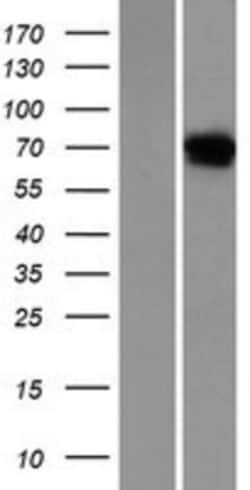 Novus Biologicals&trade;&nbsp;Netrin-4 Overexpression Lysate