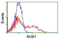 NUB1/NYREN18 Antibody (OTI2G1), Novus Biologicals 0.1mL; Unlabeled:Antibodies,