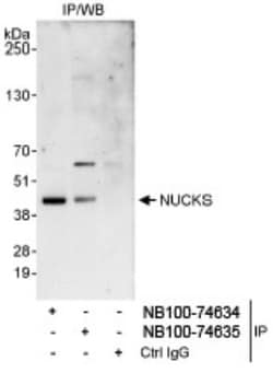 NUCKS1 Antibody, Novus Biologicals 0.1mg; Unlabeled:Antibodies, Polyclonal