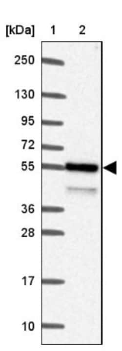 Nuclear Factor Erythroid 2 Related Factor 1 Antibody, Novus Biologicals:Antibodies:Primary