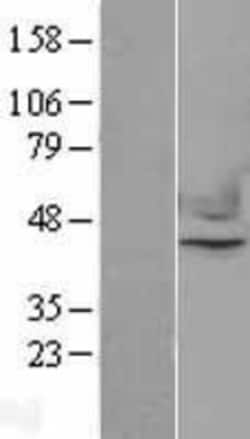 Novus Biologicals&trade;&nbsp;Nuclear Factor Erythroid Derived 2 Overexpression Lysate