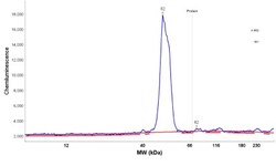 Nuclear Factor Erythroid Derived 2 Antibody, Novus Biologicals 25 &mu;L | Buy Online | Novus Biologicals | Fisher Scientific