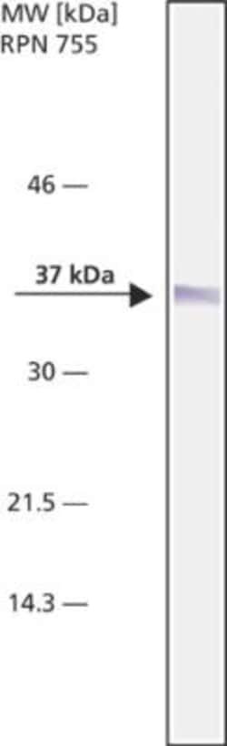 NPM1 Antibody (FC82291), Novus Biologicals:Antibodies:Primary Antibodies