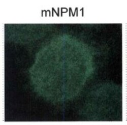 NPM1 Antibody - BSA Free, Novus Biologicals:Antibodies:Primary Antibodies