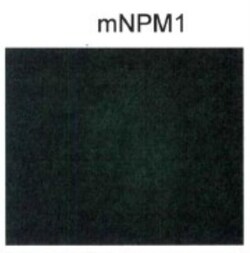 NPM1 Antibody - BSA Free, Novus Biologicals:Antibodies:Primary Antibodies