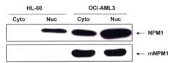 NPM1 Antibody - BSA Free, Novus Biologicals:Antibodies:Primary Antibodies