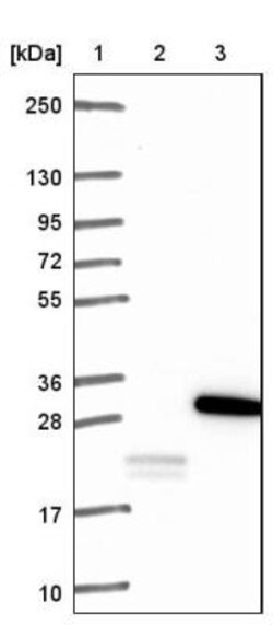 Nucleoplasmin-3 Antibody, Novus Biologicals 25 &mu;L; Unlabeled:Antibodies,