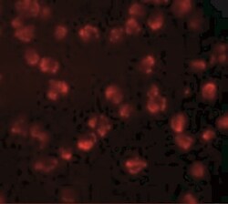 Nucleoporin 107 Antibody - BSA Free, Novus Biologicals 0.1mg; Unlabeled:Antibodies,