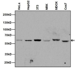 NUP62 Antibody (RL31), Novus Biologicals 0.2mL; Unlabeled:Antibodies, Monoclonal