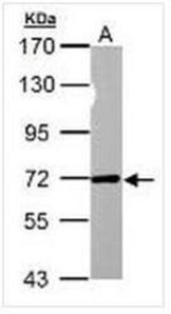NUP62 Antibody, Novus Biologicals 0.1mg; Unlabeled:Antibodies, Polyclonal