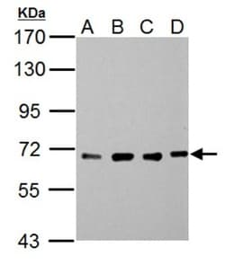 NUP62 Antibody, Novus Biologicals 0.1mg; Unlabeled:Antibodies, Polyclonal