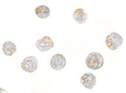 Nucleoporin 107 Antibody - BSA Free, Novus Biologicals 0.1mg; Unlabeled:Antibodies,