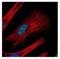 Nucleoporin 107 Antibody, Novus Biologicals 0.1mL; Unlabeled:Antibodies,