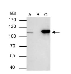 Nucleoporin 107 Antibody, Novus Biologicals 0.1mL; Unlabeled:Antibodies,