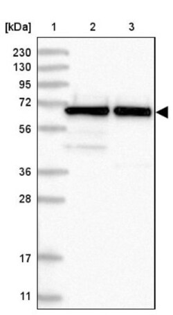 Nucleostemin Antibody, Novus Biologicals:Antibodies:Primary Antibodies