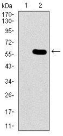Nucleostemin Antibody (2C8D5) - BSA Free, Novus Biologicals:Antibodies:Primary