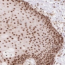 Nucleostemin Antibody, Novus Biologicals 0.1mL; Unlabeled:Antibodies, Polyclonal