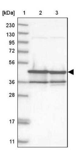 NUDC Antibody, Novus Biologicals 25 &mu;L | Buy Online | Novus Biologicals | Fisher Scientific