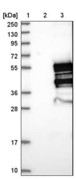 NUDCD3 Antibody, Novus Biologicals:Antibodies:Primary Antibodies