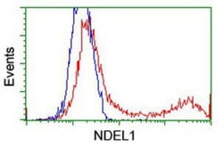 Nudel Antibody (OTI5E11), Novus Biologicals 0.1mL; Unlabeled:Antibodies,