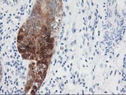 Nudel Antibody (OTI5E11), Novus Biologicals 0.1mL; Unlabeled:Antibodies,