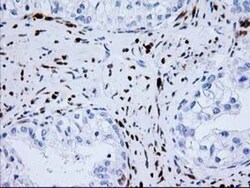 Nudel Antibody (OTI5E11), Novus Biologicals 0.1mL; Unlabeled:Antibodies,